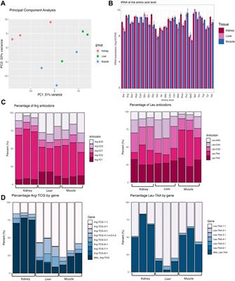 Implications of tRNA abundance on translation elongation across bovine tissues